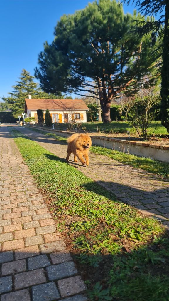 Sushi des lions enchantes