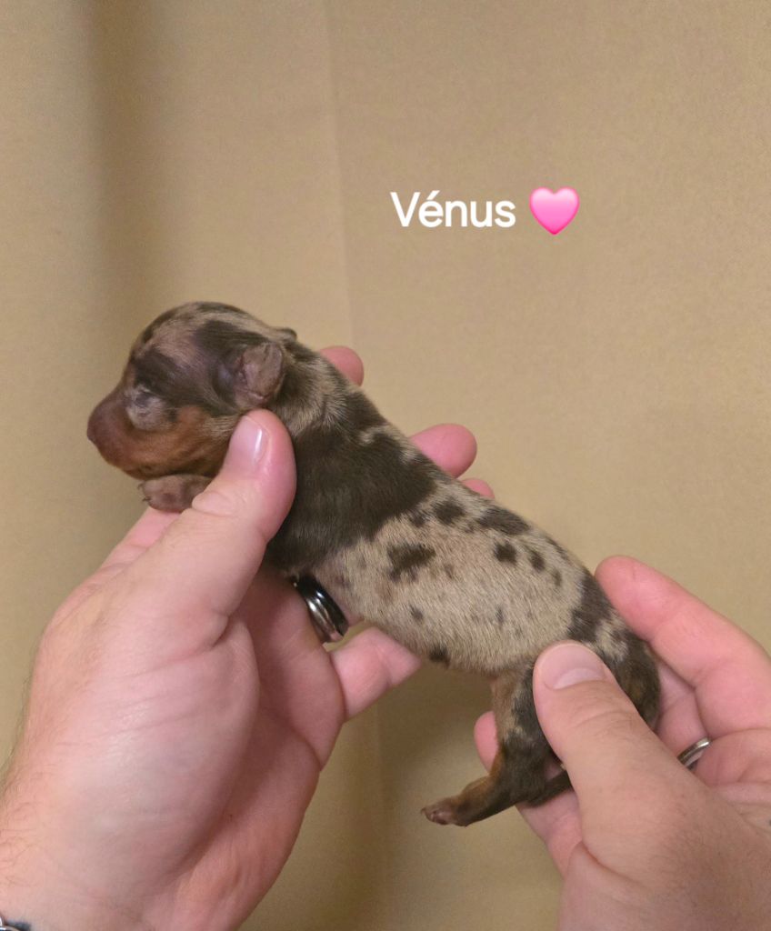 Venus