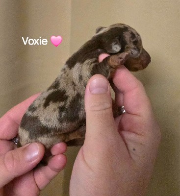 Voxie