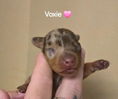 Voxie